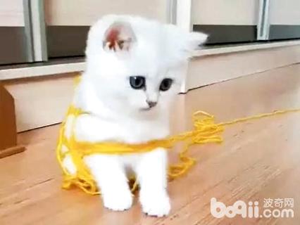 貓為什么愛玩毛線球