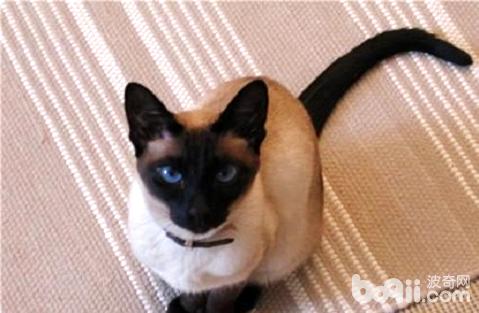 暹羅貓如何飼養？新手養暹羅貓基礎知識
