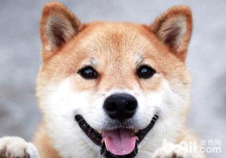 柴犬幼犬訓練