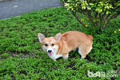 狗狗狂犬病早期有什么癥狀？狗狗狂犬病的早期癥狀
