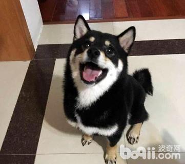 柴犬幼犬訓練