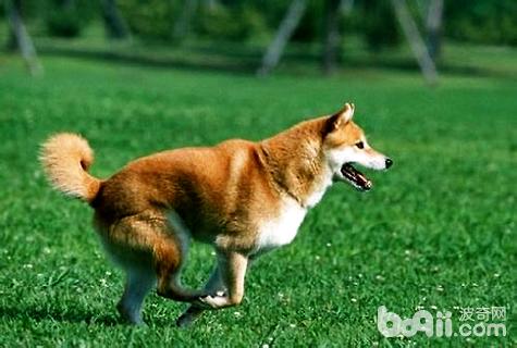 柴犬幼犬怎么訓練？柴犬幼犬訓練