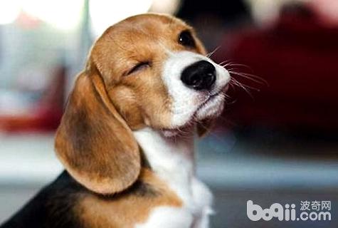 比格犬訓練方法