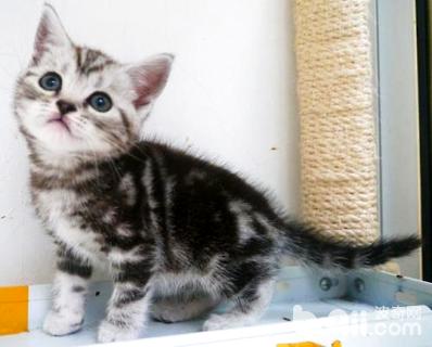 銀虎斑貓多少錢一只？銀虎斑貓飼養
