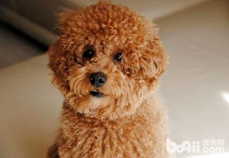 狗狗拉稀嘔吐怎么辦