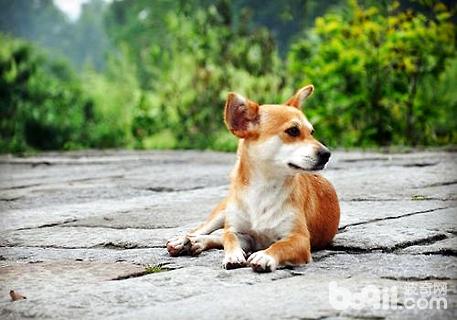 狗翻腸子怎么辦？狗翻腸子怎么治療？
