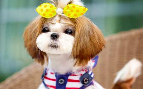犬傳染性支氣管炎怎么治療？犬傳染性支氣管炎癥狀有哪些？