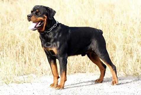 羅威納犬怎么訓練