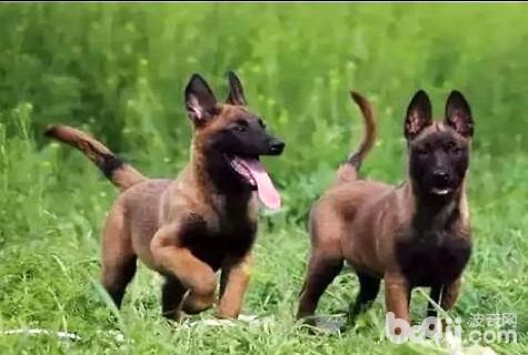 馬犬怎么訓練？訓練馬犬最簡單的辦法