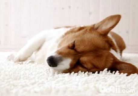 狗狗狂犬病的早期癥狀