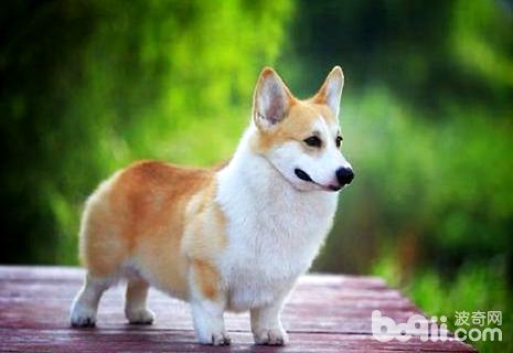 狗狗狂犬病的早期癥狀
