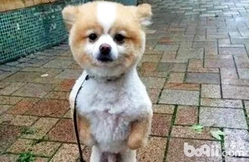 狗剪毛后不開心