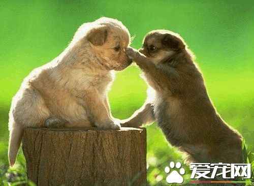狗狗嘔吐怎么辦 狗狗嘔吐腹瀉治療方法