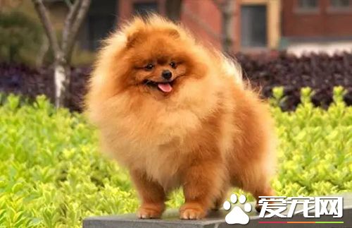 長不大的狗狗品種有哪些 長不大又好養的狗狗品種推薦