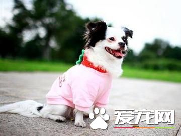 冬天狗狗如何應對寒冷天氣  狗狗冬天保暖應對措施