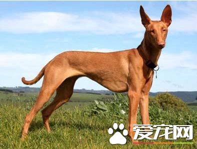 什么狗最干凈最好養 這六種狗狗絕對是狗界里最有潔癖的