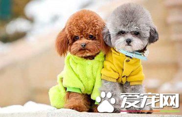 細數最干凈的狗狗品種，你的榜上有名嗎？