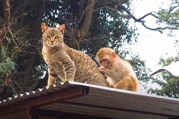 動物的友誼不分種族！ 超暖心虎斑貓主動照顧受傷小猴