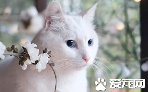 貓咪走丟了怎么辦 讓貓咪走失了自己回家的技巧與注意事項
