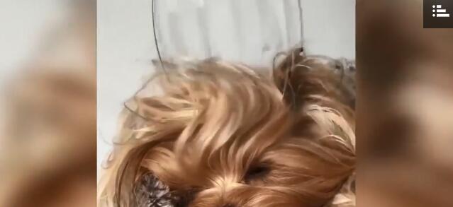 你聽過專為動物設計的的水療中心嗎？ 悉尼就有一家超贊的寵物沙龍