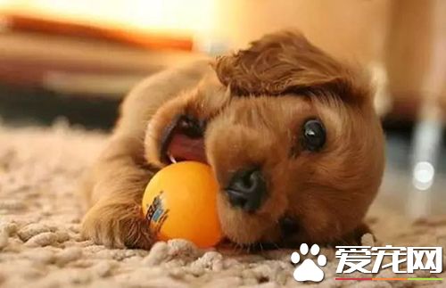 長不大的狗狗品種有哪些 長不大又好養的狗狗品種推薦