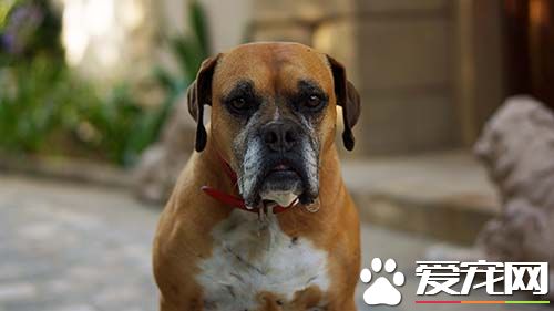 警惕狗傳染疾病 狂犬病的傳播途徑