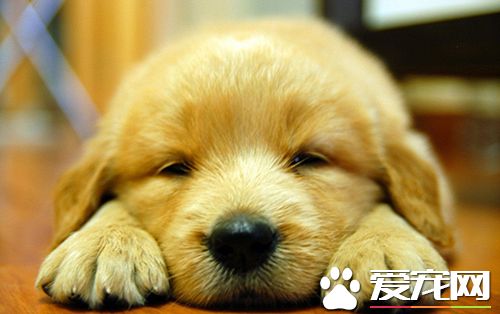 狗不可食用的食物有哪些  狗飲食兩誤區介紹