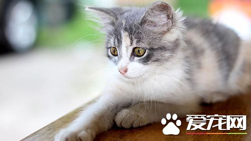 貓咪走丟了怎么辦 讓貓咪走失了自己回家的技巧與注意事項