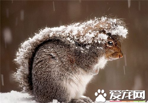 雪地松鼠多少錢一只 價格一般在100到300元不等