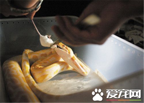 寵物蛇在哪里買 設備衛生合格的爬蟲寵物店購買