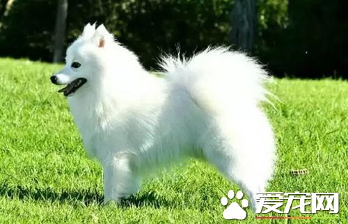 長不大的狗狗品種有哪些 長不大又好養的狗狗品種推薦