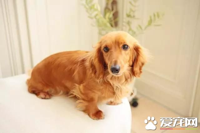 樓房養什么狗最省心 來看看為您推薦的十種小型萌犬