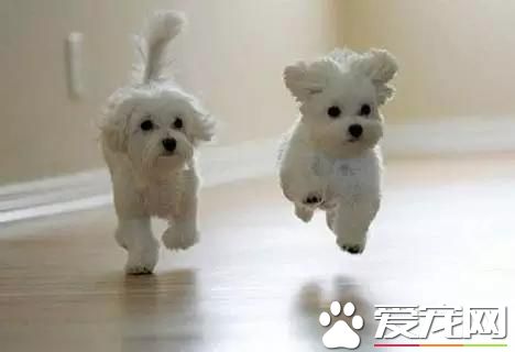 樓房養什么<a href=/zhonglei/gou/ target=_blank class=infotextkey>狗</a>最省心 來看看為您推薦的十種小型萌犬