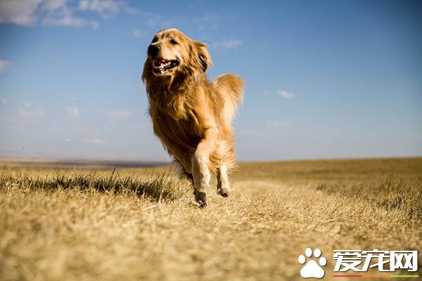 國外評選出九種 最適合有小孩家庭養的狗狗