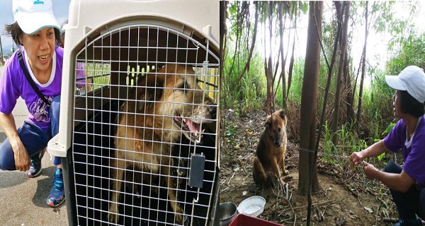 大黃狗下體腫成棒球！癱軟橋下大聲哀鳴  被救后笑了