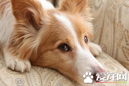 狗狗注射疫苗的誤區以及狗狗去醫院注意事項