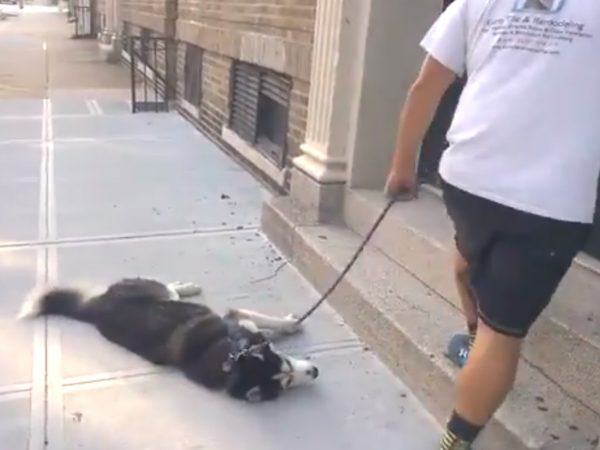 不帶這樣耍賴吧！ 貪玩哈士奇不愿回家躺地耍賴讓主人超無奈
