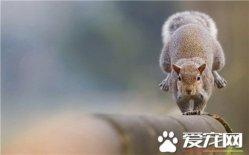 雪地松鼠多少錢一只 價格一般在100到300元不等