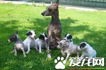 細數最干凈的狗狗品種，你的榜上有名嗎？