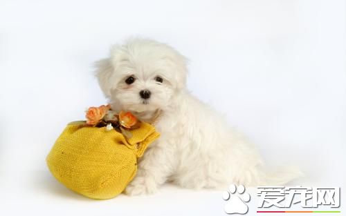 <a href=/zhonglei/gou/ target=_blank class=infotextkey>狗</a>在家里的適宜溫度是多少 新生小狗應注意保溫