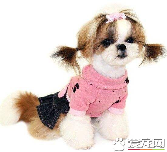 國外評選出九種 最適合有小孩家庭養的狗狗
