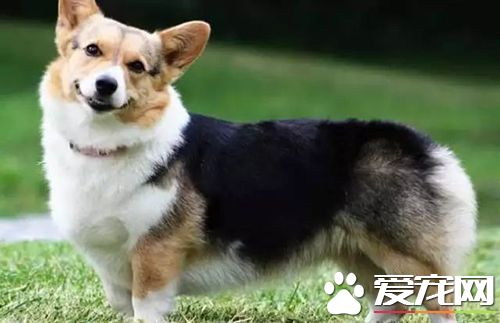 長不大的狗狗品種有哪些 長不大又好養的狗狗品種推薦