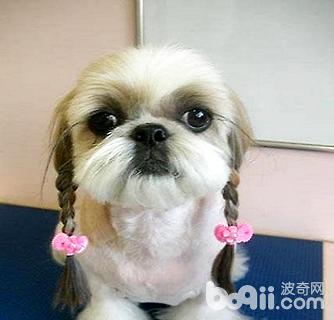西施犬怎么修剪