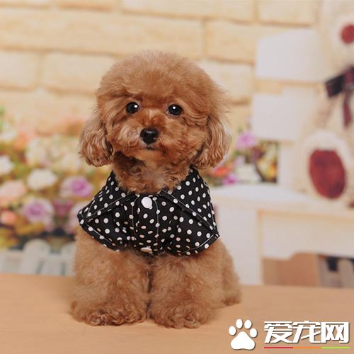 狗狗什么時候打疫苗  定期給狗進行疫苗的預防接種