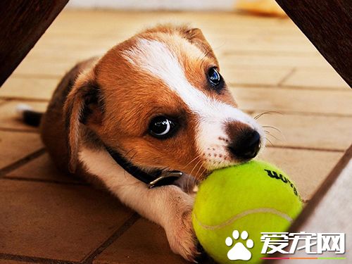 怎樣急救狗狗 狗的急救與護理常識