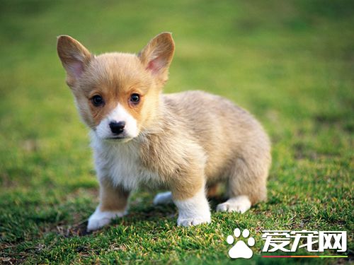 狗在家里的適宜溫度是多少 新生小狗應注意保溫