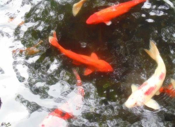 小金魚身上長黑斑了