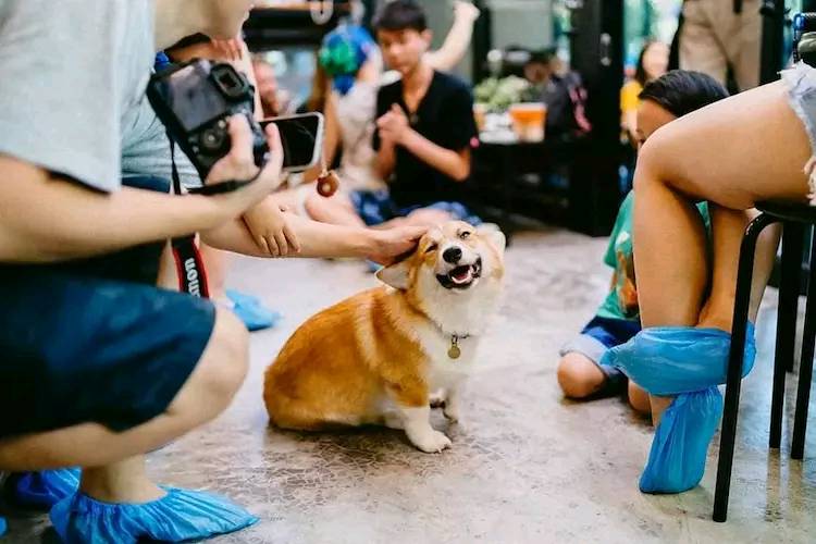 柯基咖啡館 這簡直就是柯基愛好者的天堂