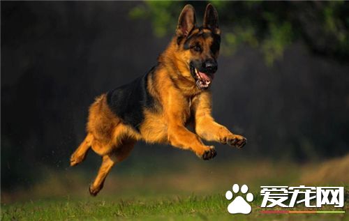 德國牧羊犬挑選 在幼犬生后40天最為合適挑選