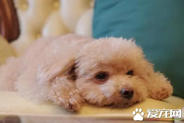 樓房養什么狗最省心 來看看為您推薦的十種小型萌犬